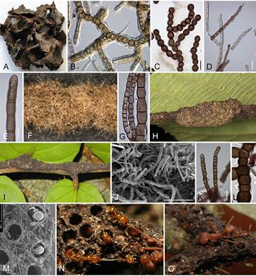 Fungi as mutualistic partners in ant-plant interactions